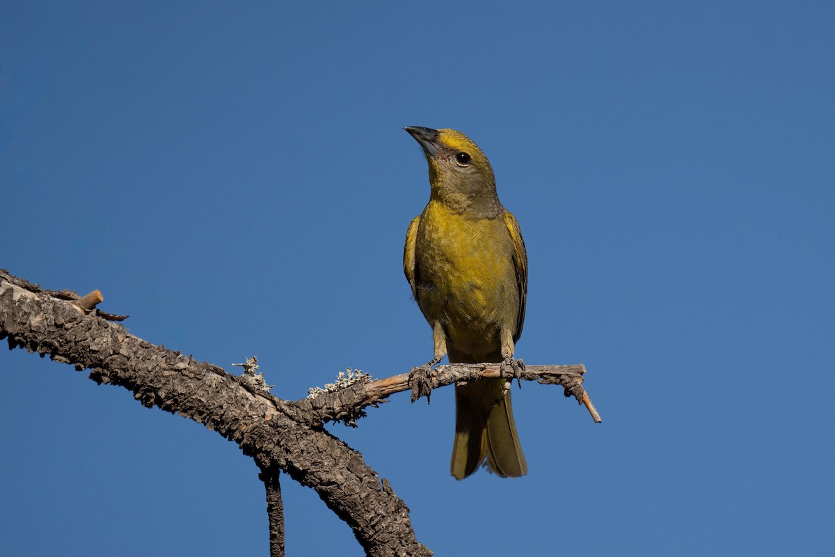 Hepatic Tanager - ML620618186