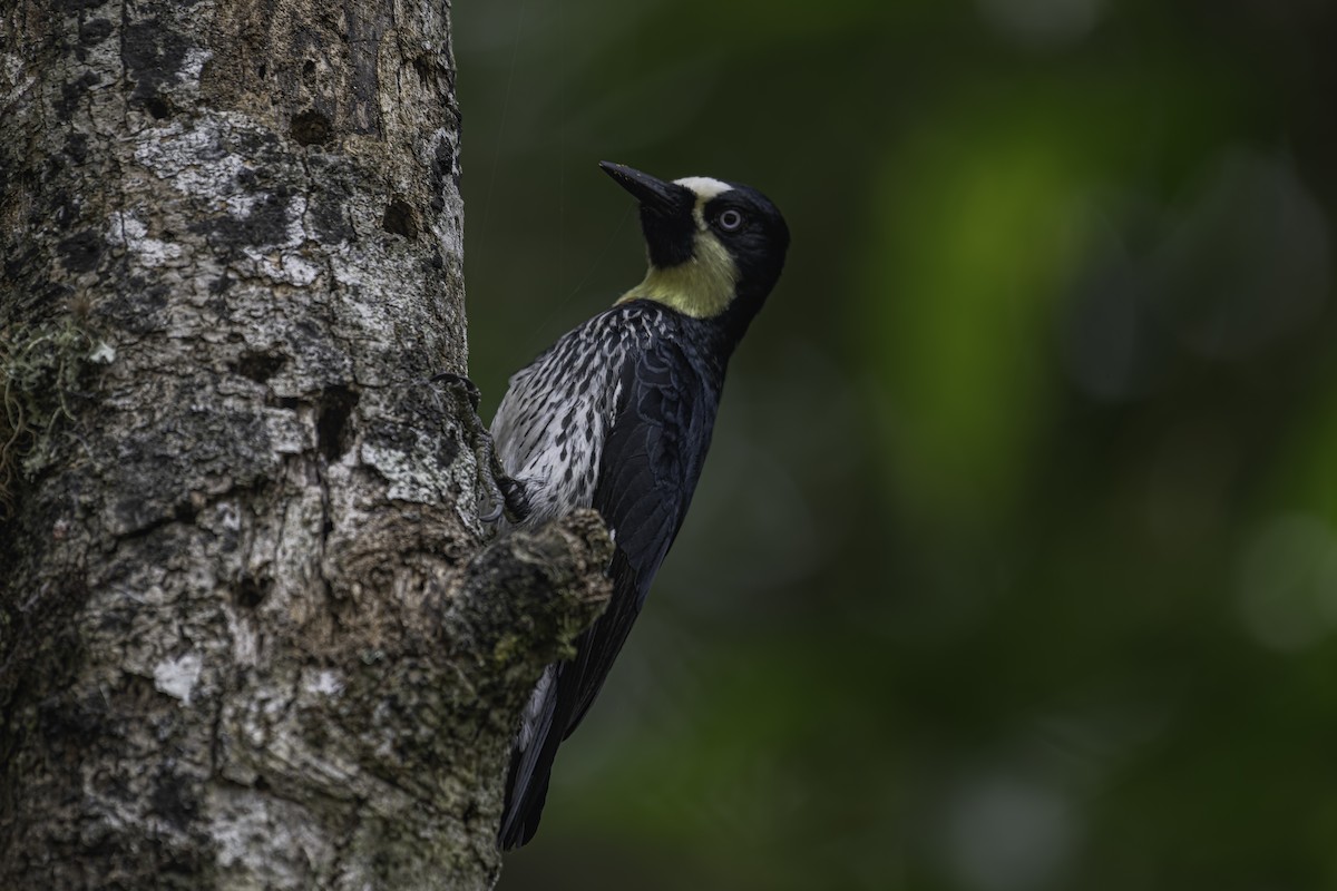 Acorn Woodpecker - ML620618190