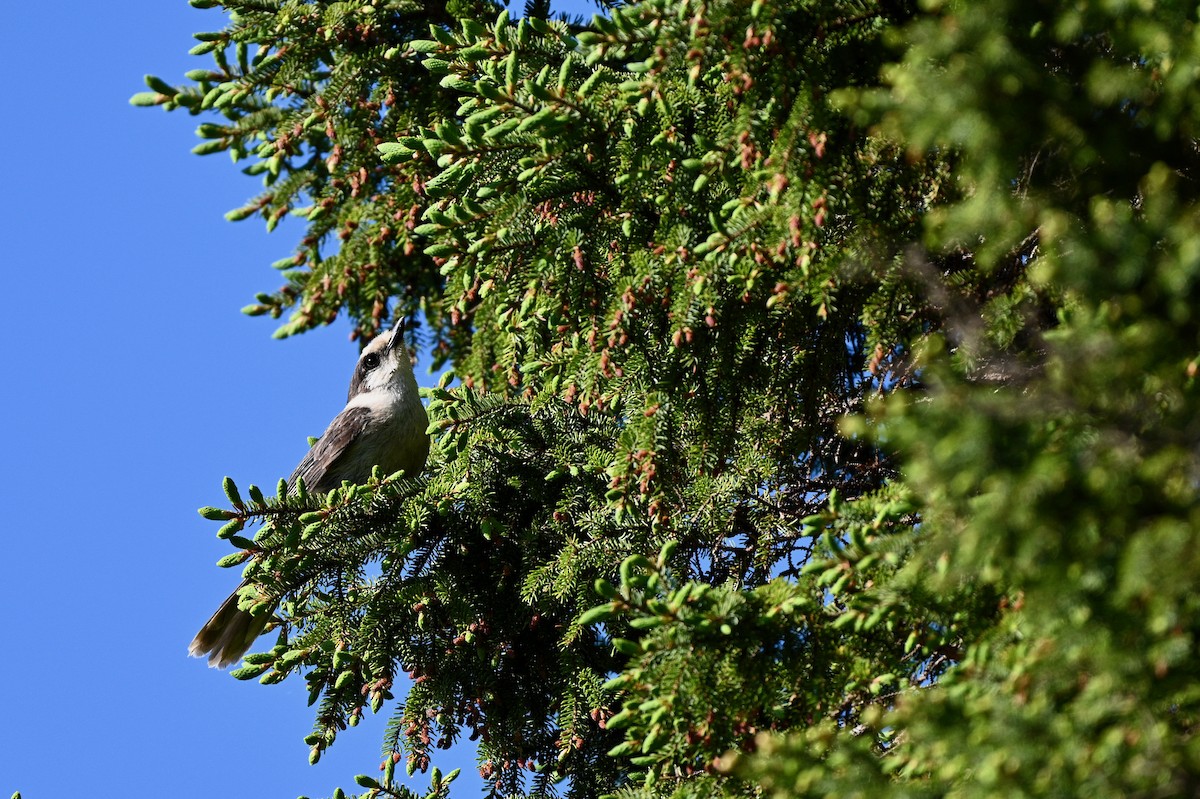 Canada Jay - ML620618191