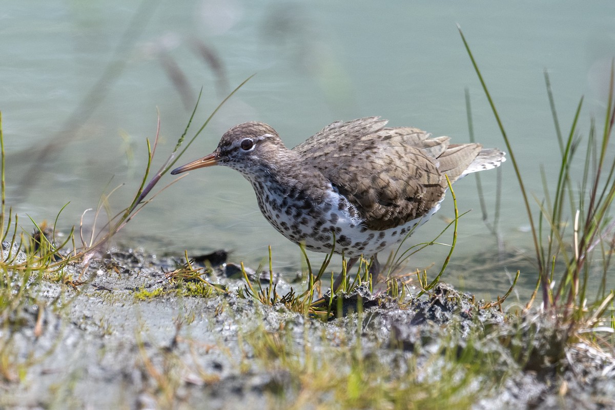 Spotted Sandpiper - ML620618192