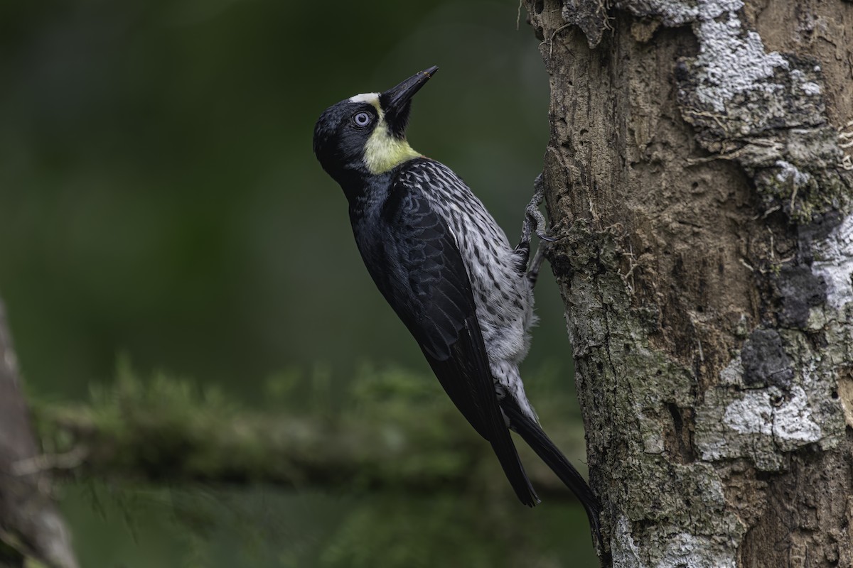 Acorn Woodpecker - ML620618193