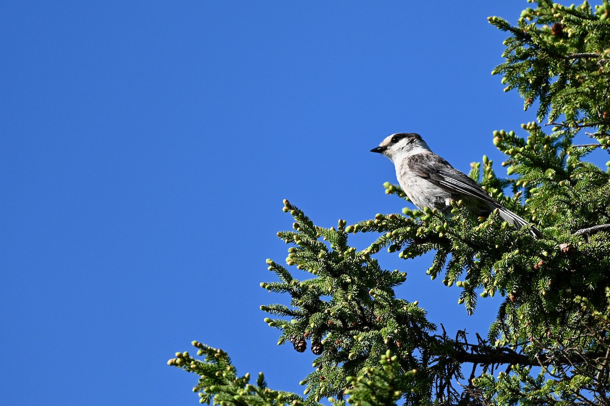 Canada Jay - ML620618194