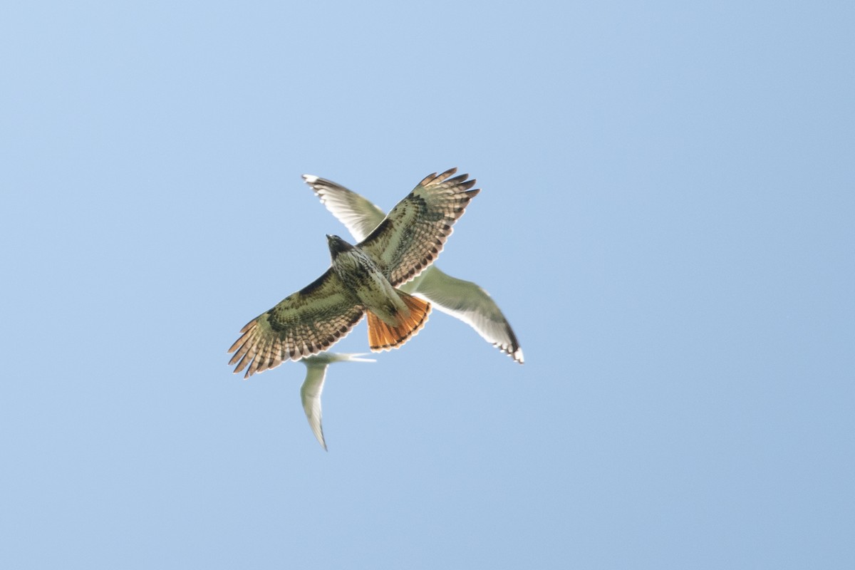 Red-tailed Hawk (calurus/alascensis) - ML620618197