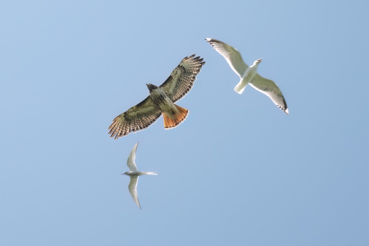 Red-tailed Hawk (calurus/alascensis) - ML620618198