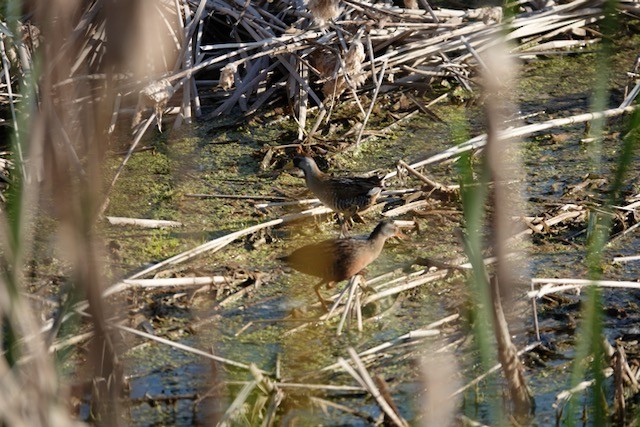 Virginia Rail - ML620618200