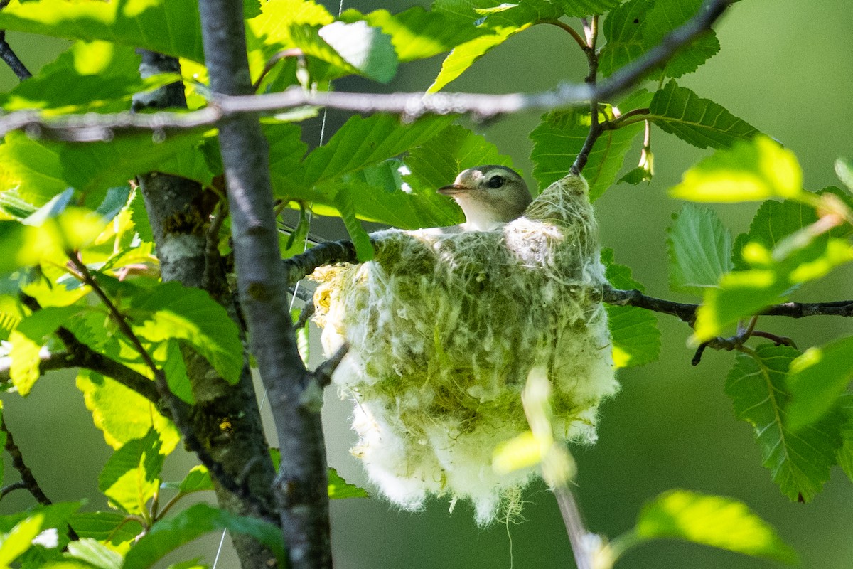 Sängervireo - ML620618201