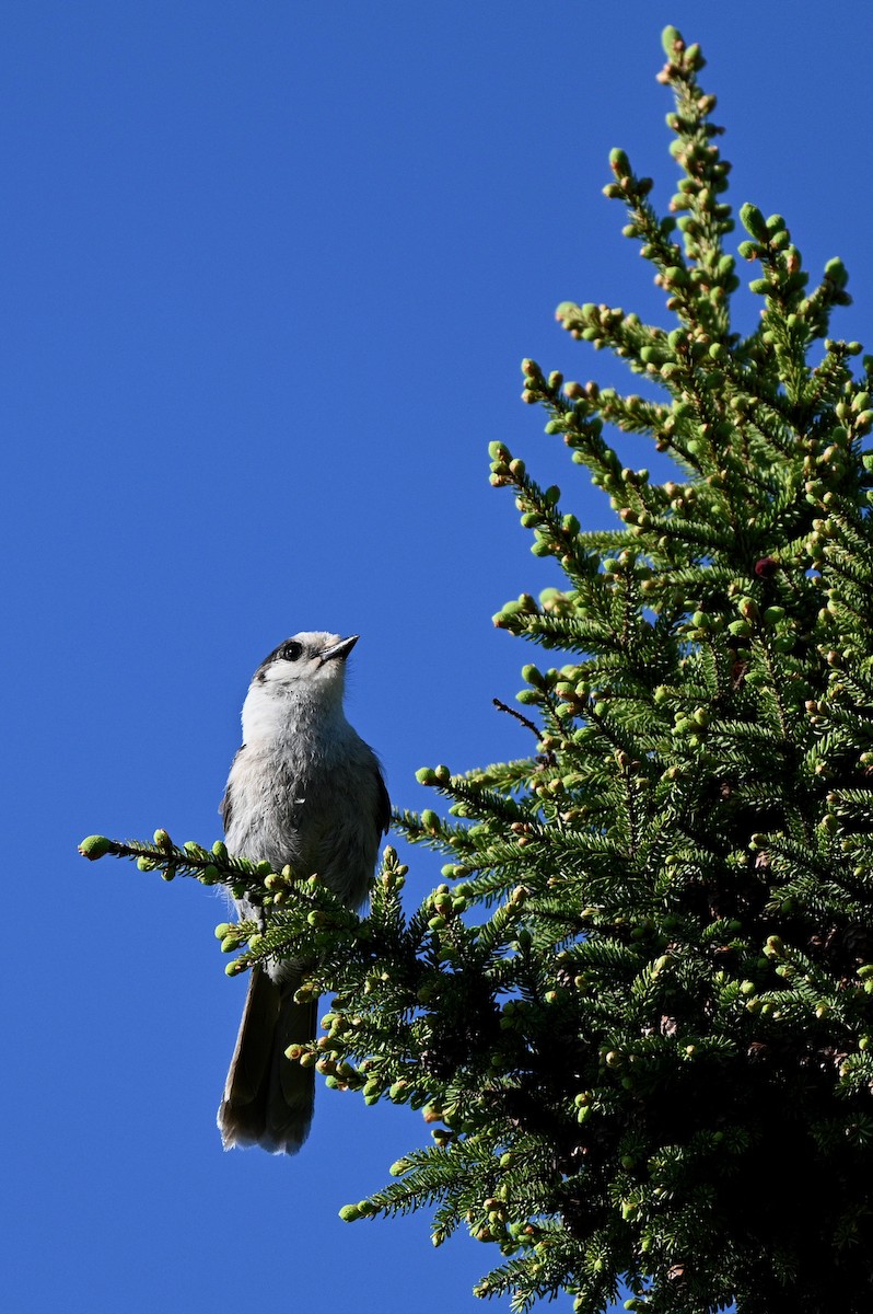 Canada Jay - ML620618207