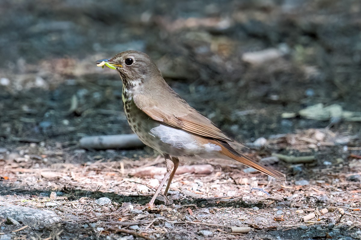 Hermit Thrush - ML620618208