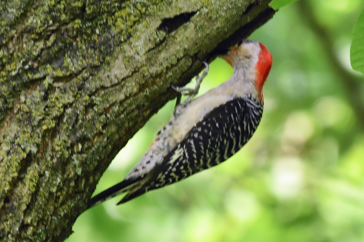 Red-bellied Woodpecker - ML620618209