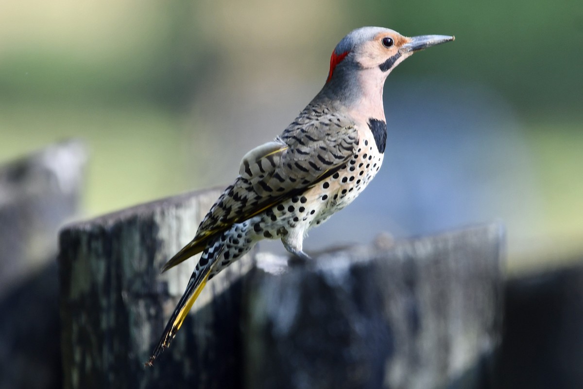 Northern Flicker - ML620618212