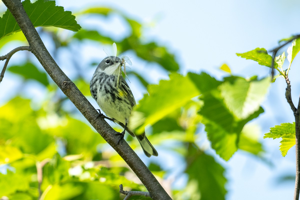 Yellow-rumped Warbler (Myrtle) - ML620618216