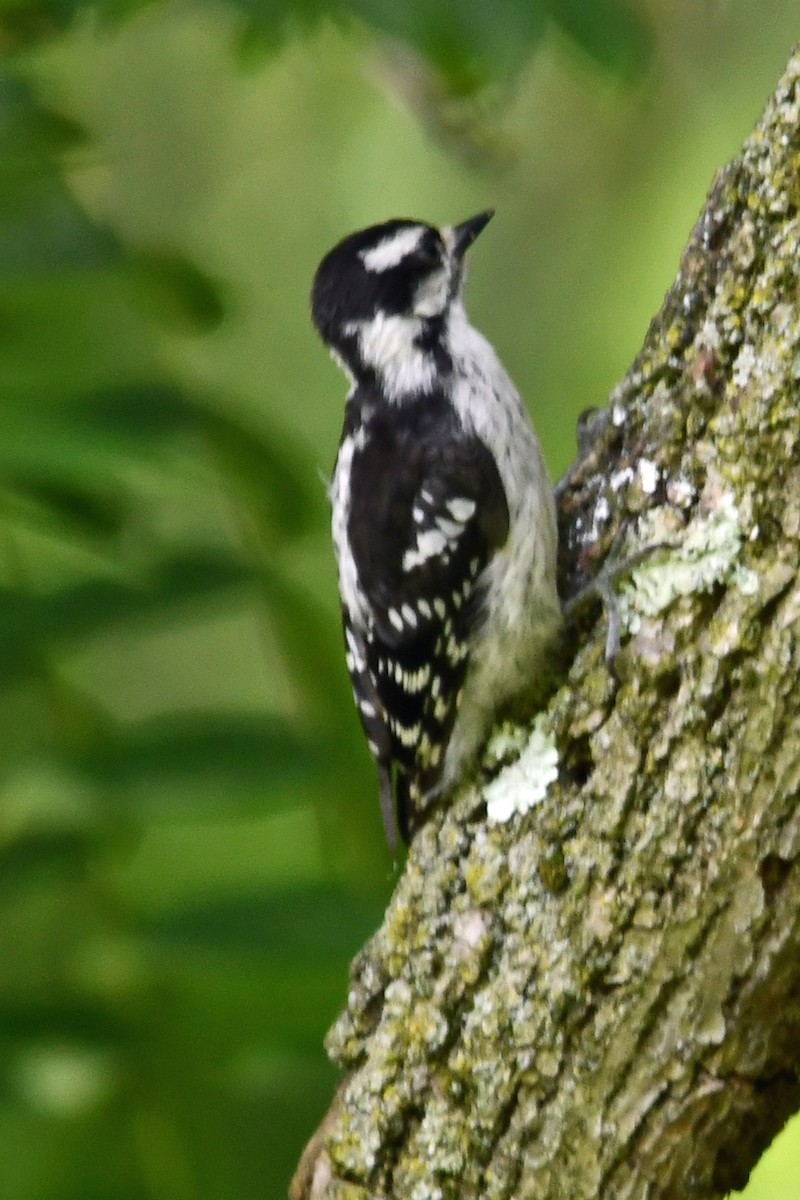 Downy Woodpecker - ML620618217