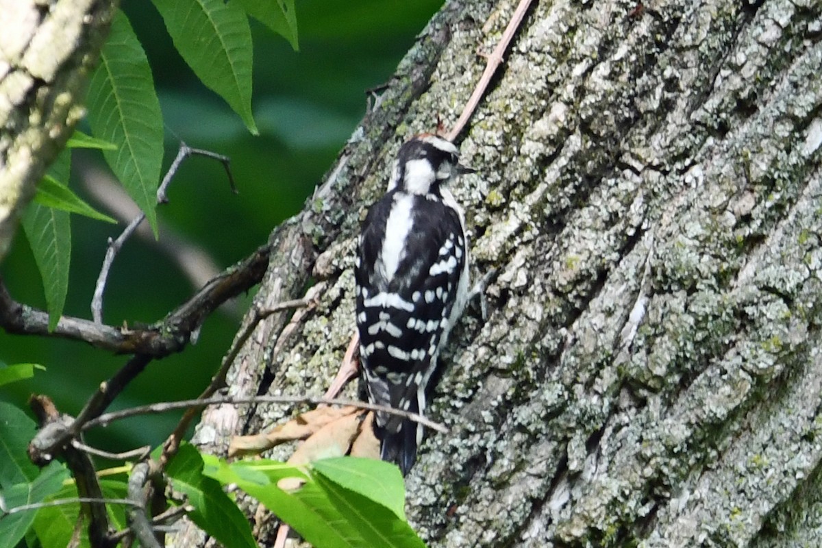 Downy Woodpecker - ML620618218