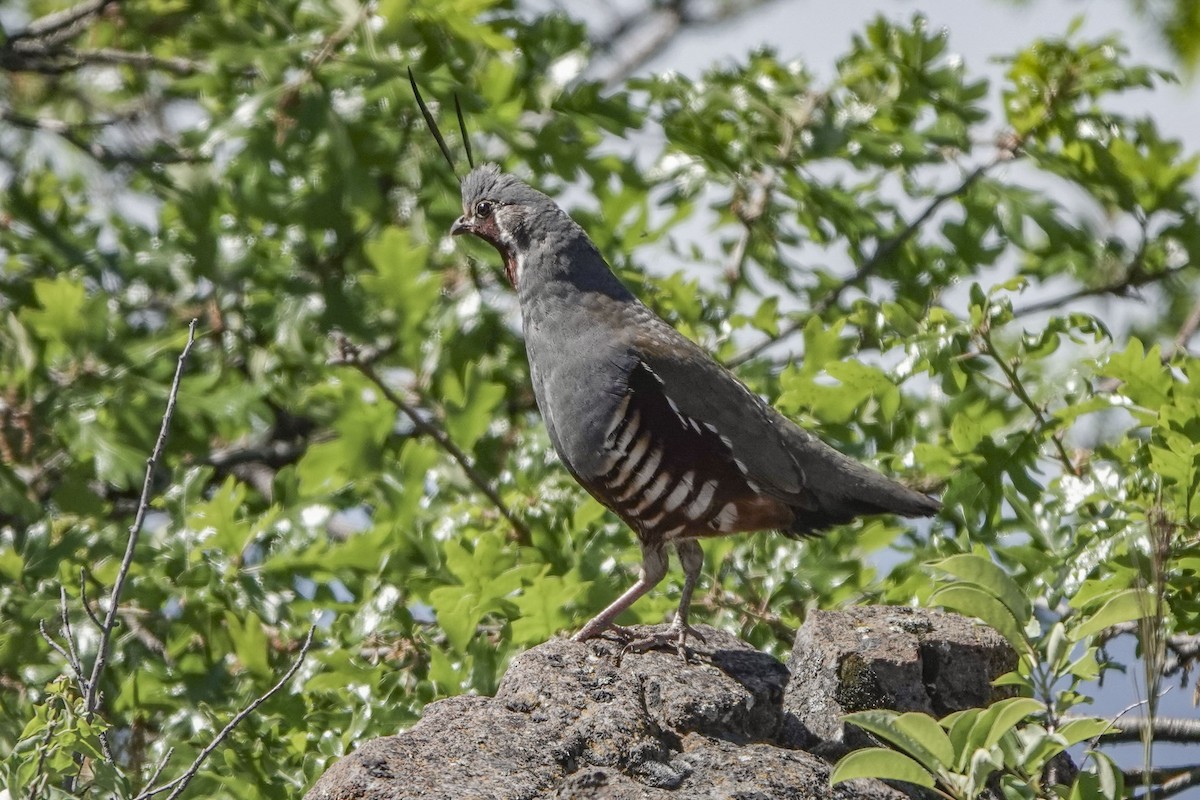 Mountain Quail - ML620618220