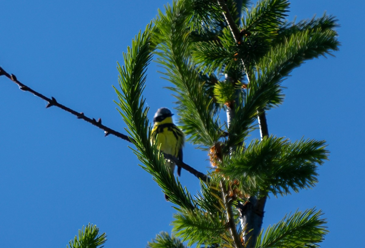 Magnolia Warbler - ML620618224