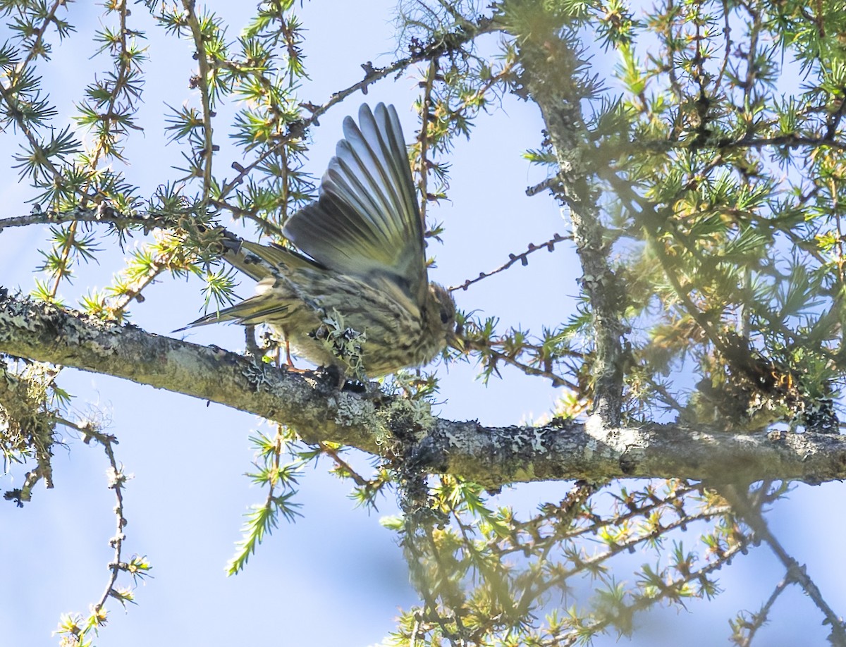 Pine Siskin - ML620618228