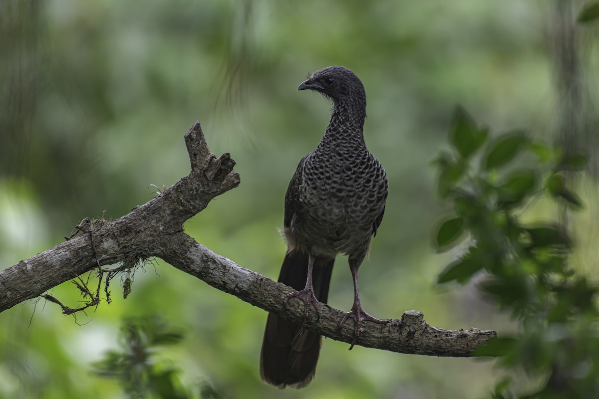 Colombian Chachalaca - ML620618229