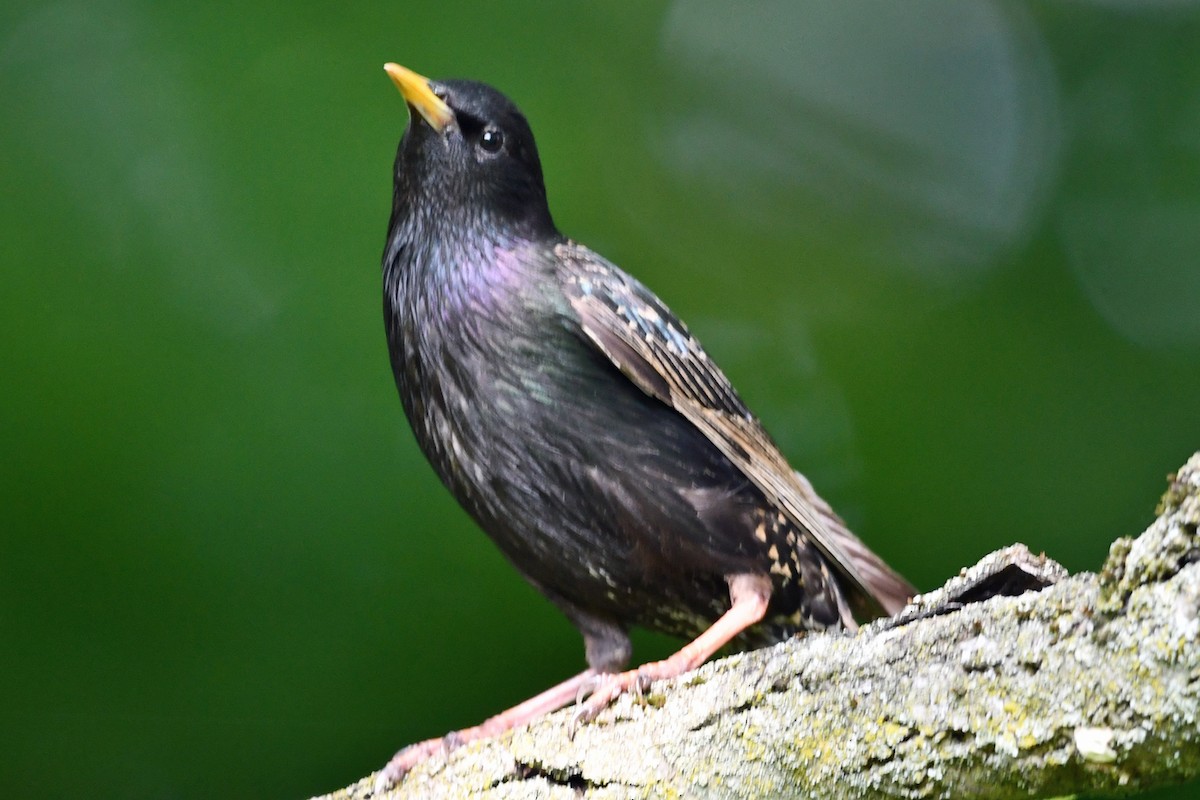 European Starling - ML620618230