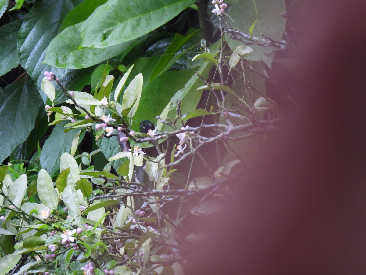 White-eared Hummingbird - María Eugenia Paredes Sánchez