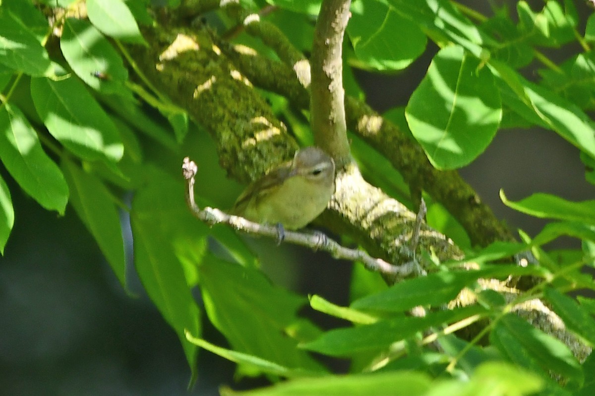 Warbling Vireo - ML620618234