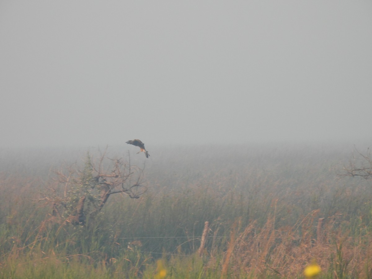 Caracara à tête jaune - ML620618237