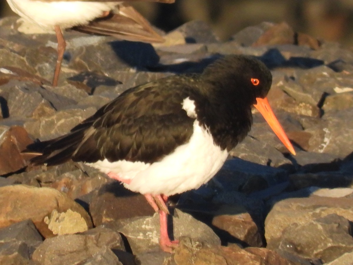 Pied Oystercatcher - ML620618239