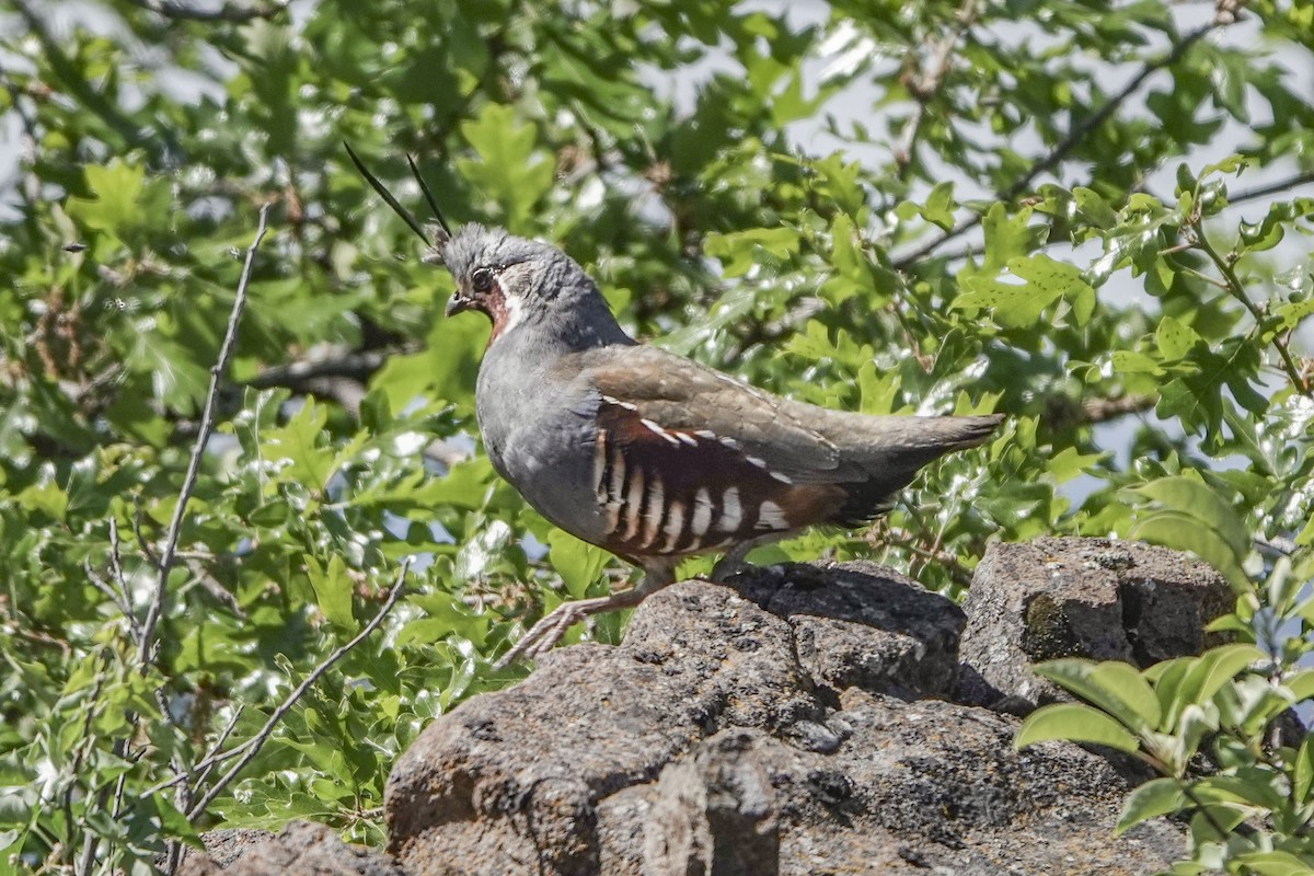 Mountain Quail - Susan Harrison