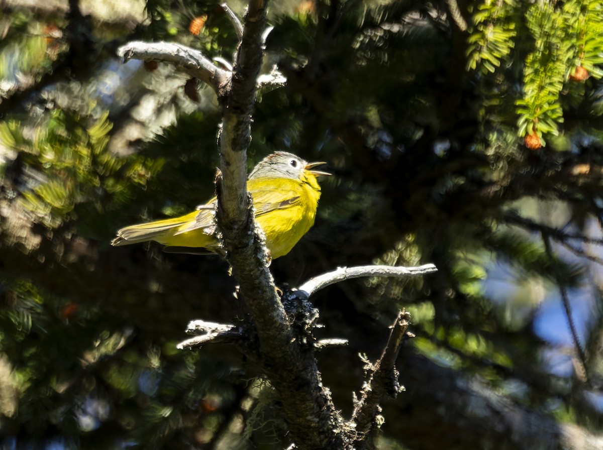 Nashville Warbler - ML620618245