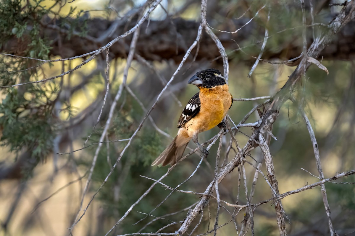 Black-headed Grosbeak - ML620618249