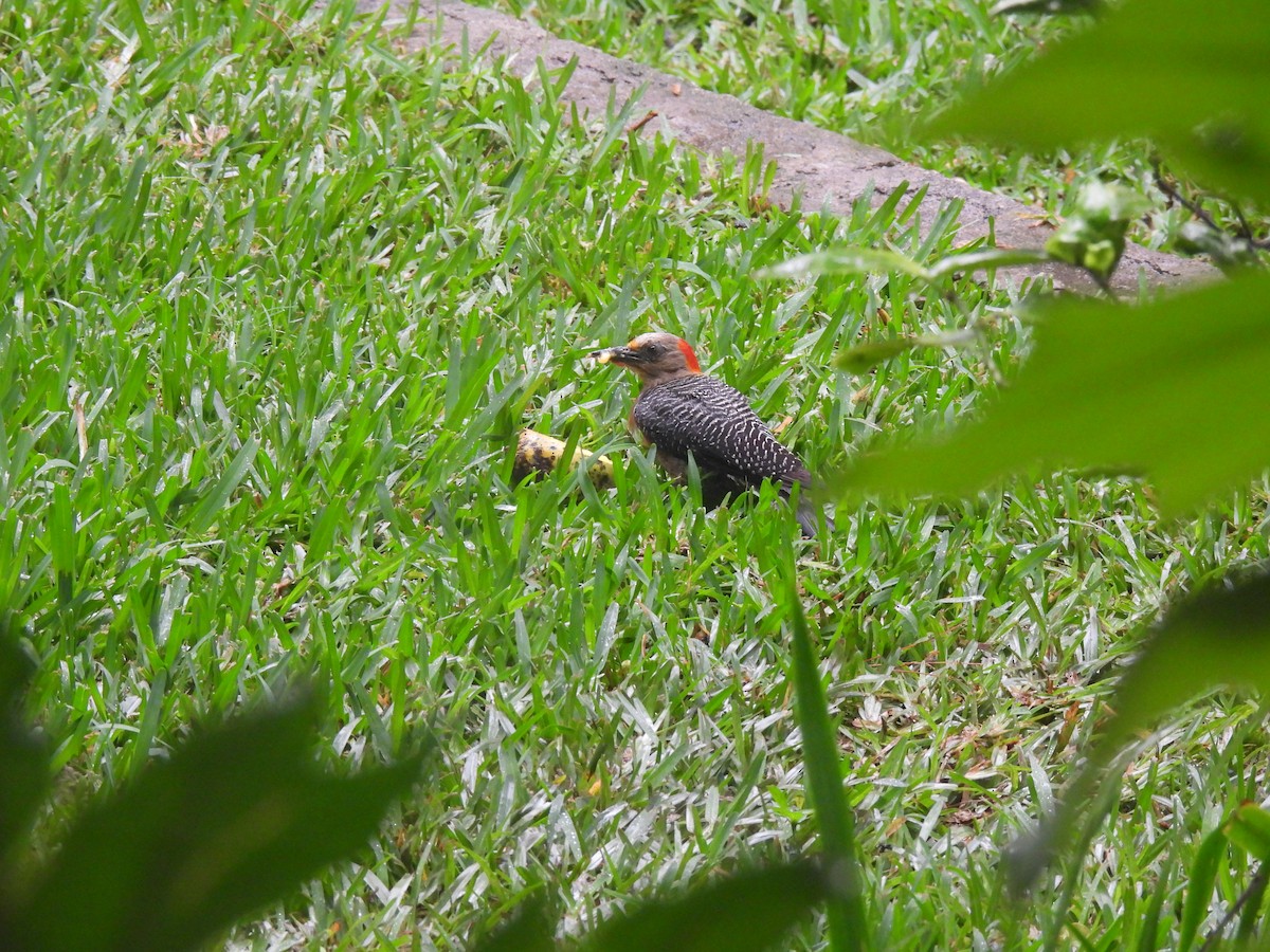 Golden-fronted Woodpecker - María Eugenia Paredes Sánchez