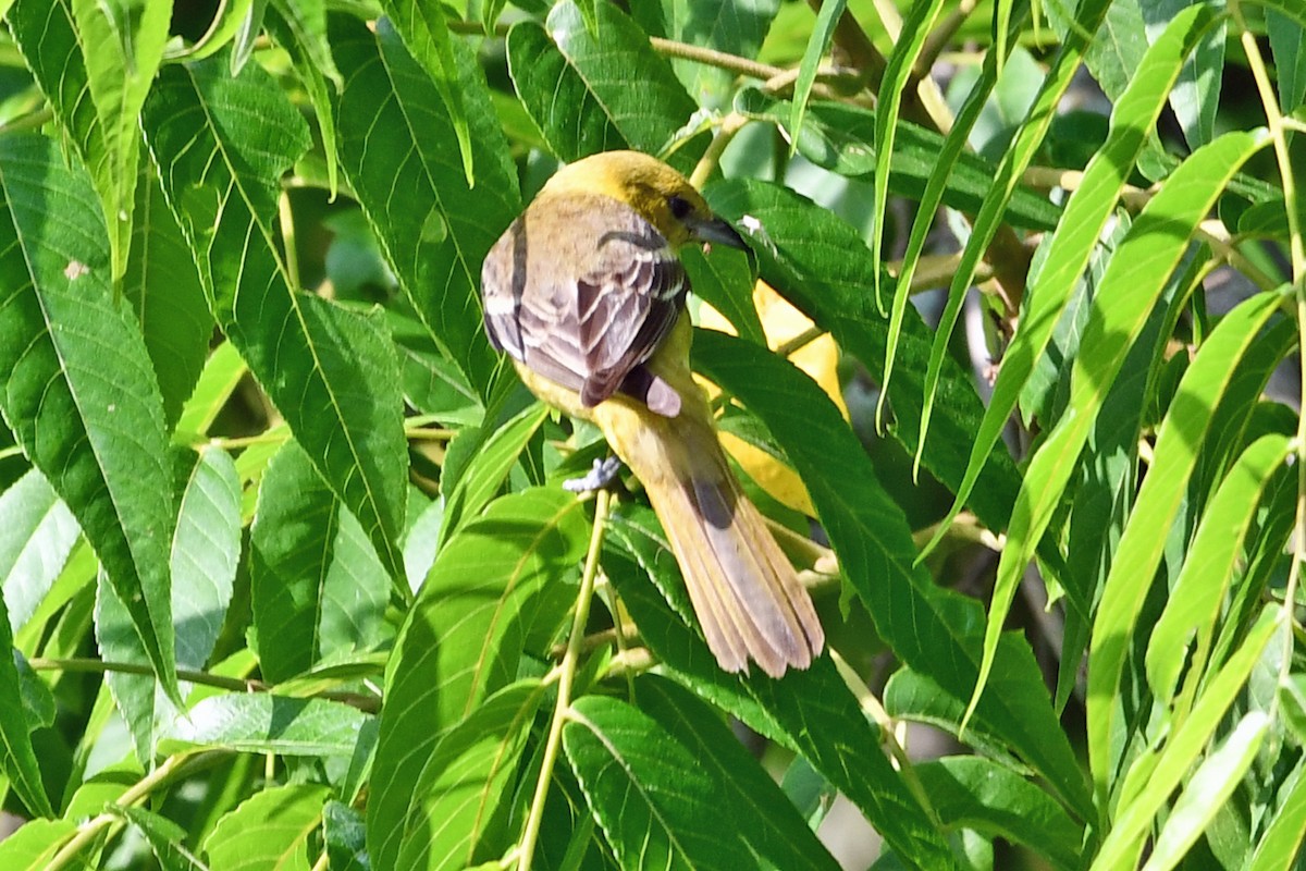 Orchard Oriole - ML620618255