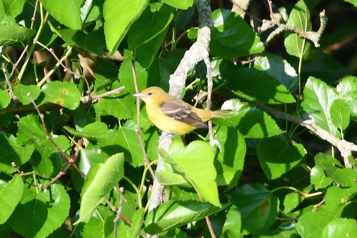 Orchard Oriole - ML620618256