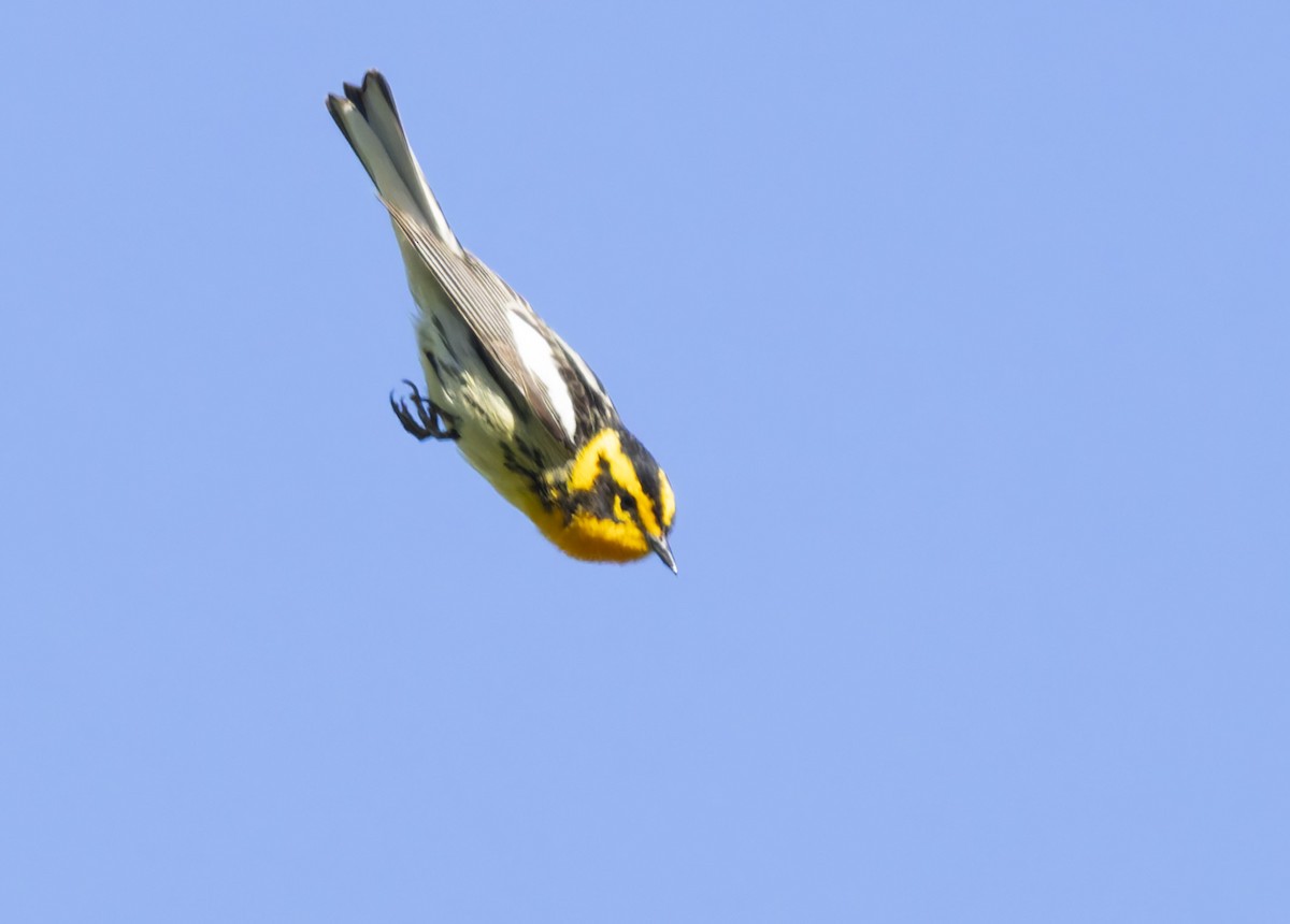 Blackburnian Warbler - ML620618257