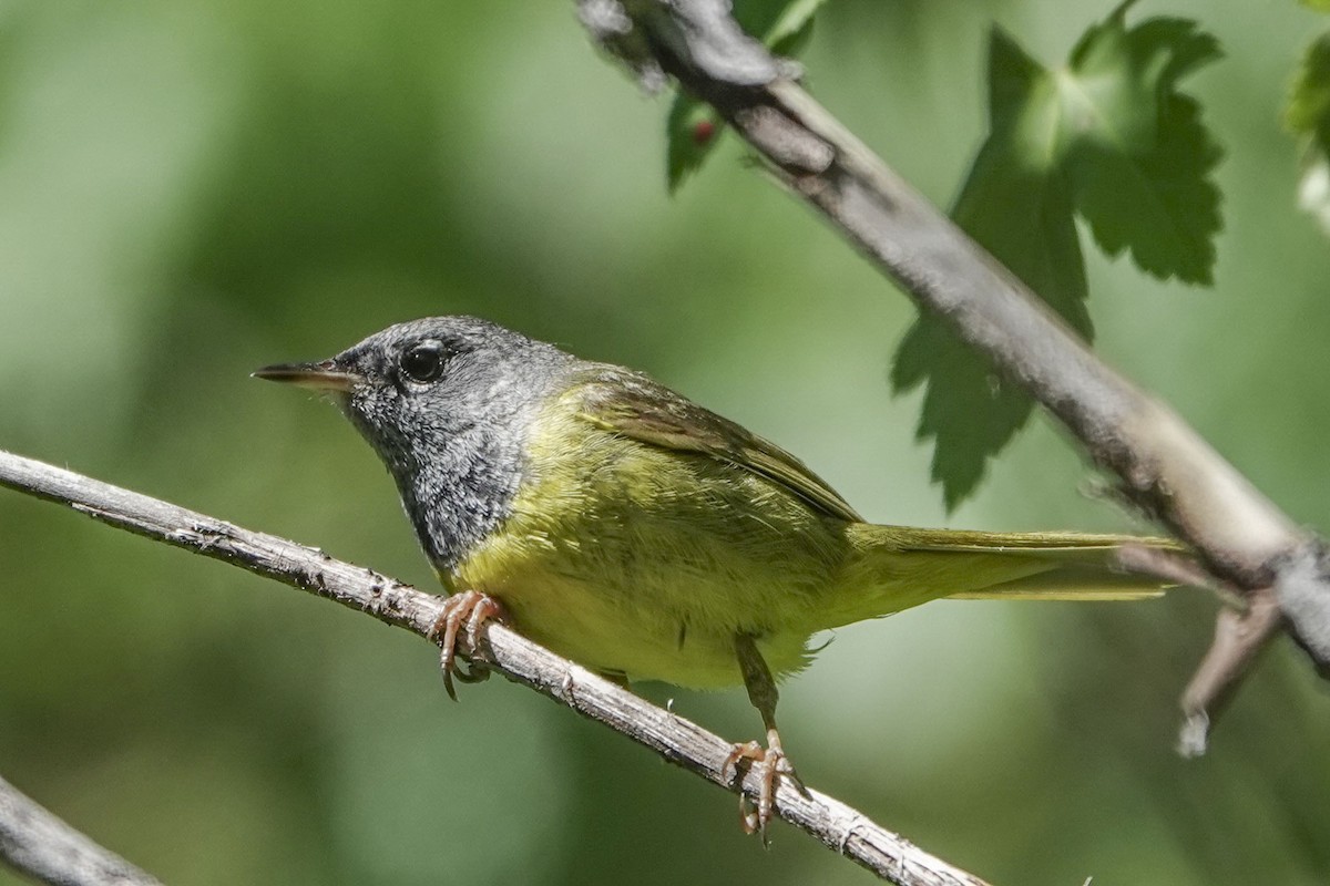 MacGillivray's Warbler - ML620618259