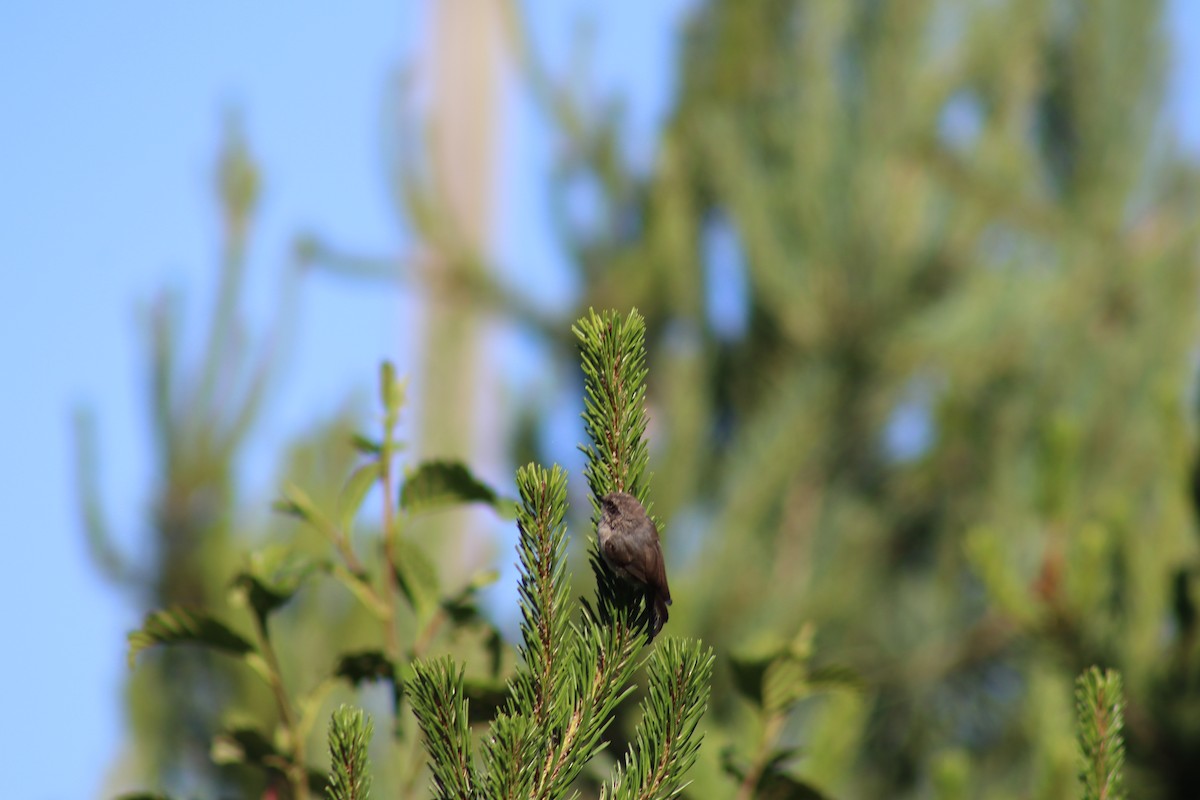 Bushtit - ML620618261