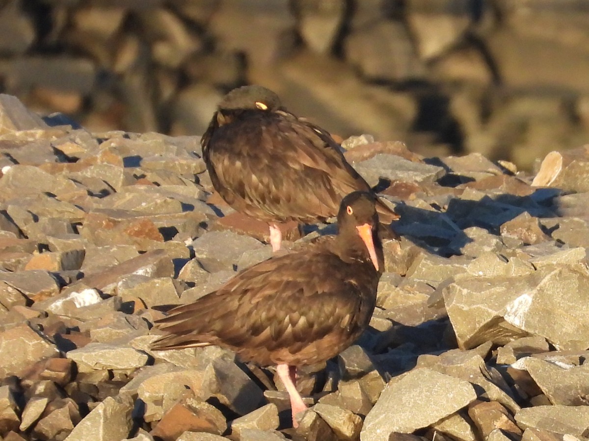 Sooty Oystercatcher - Scott Fox