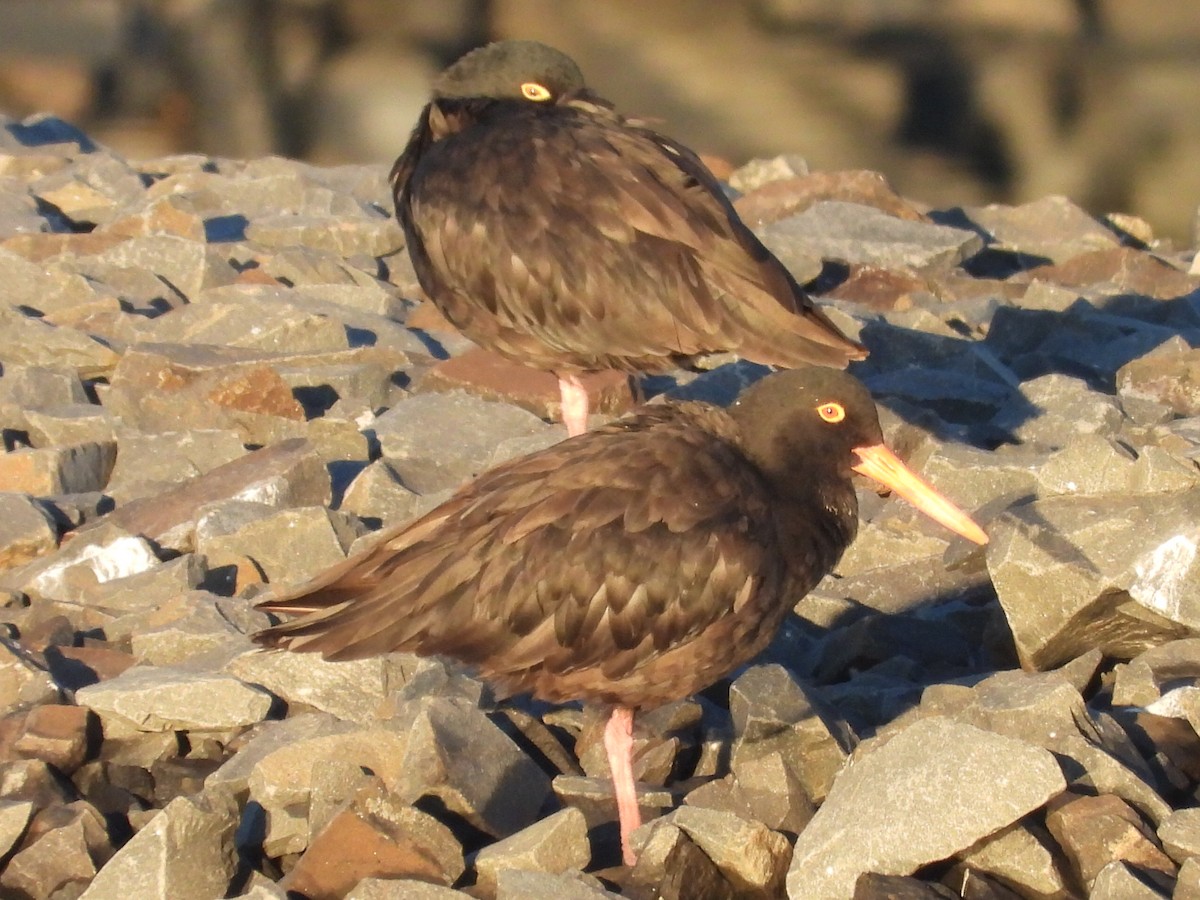 Sooty Oystercatcher - ML620618266