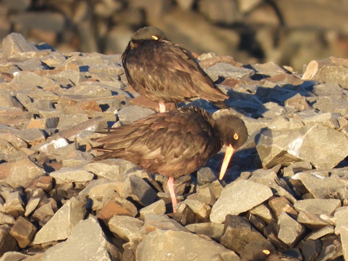 Sooty Oystercatcher - ML620618267