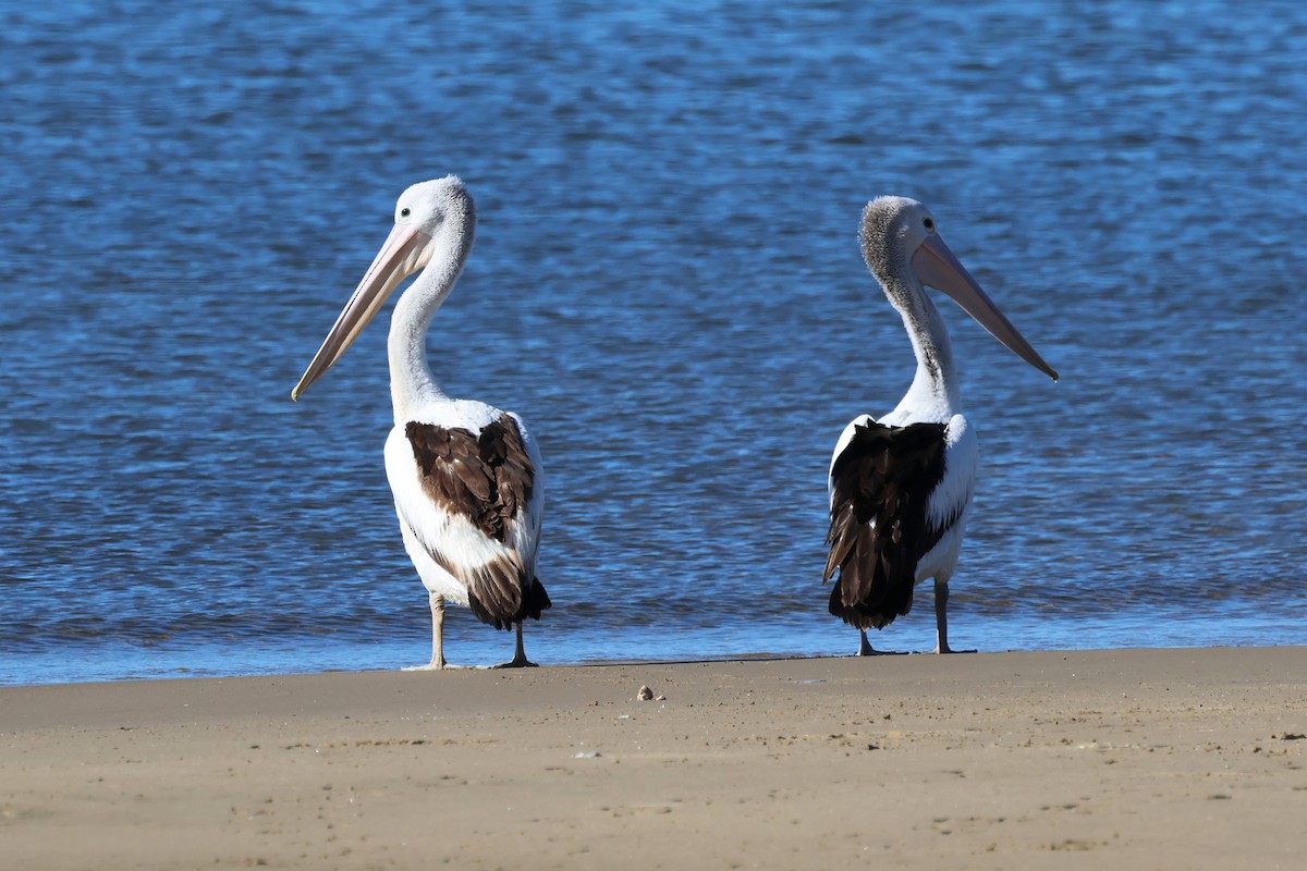 Australian Pelican - ML620618269