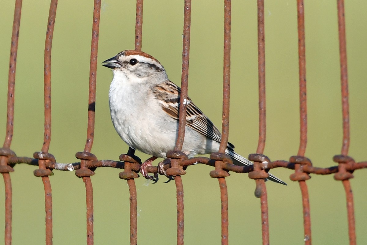 Chipping Sparrow - ML620618270