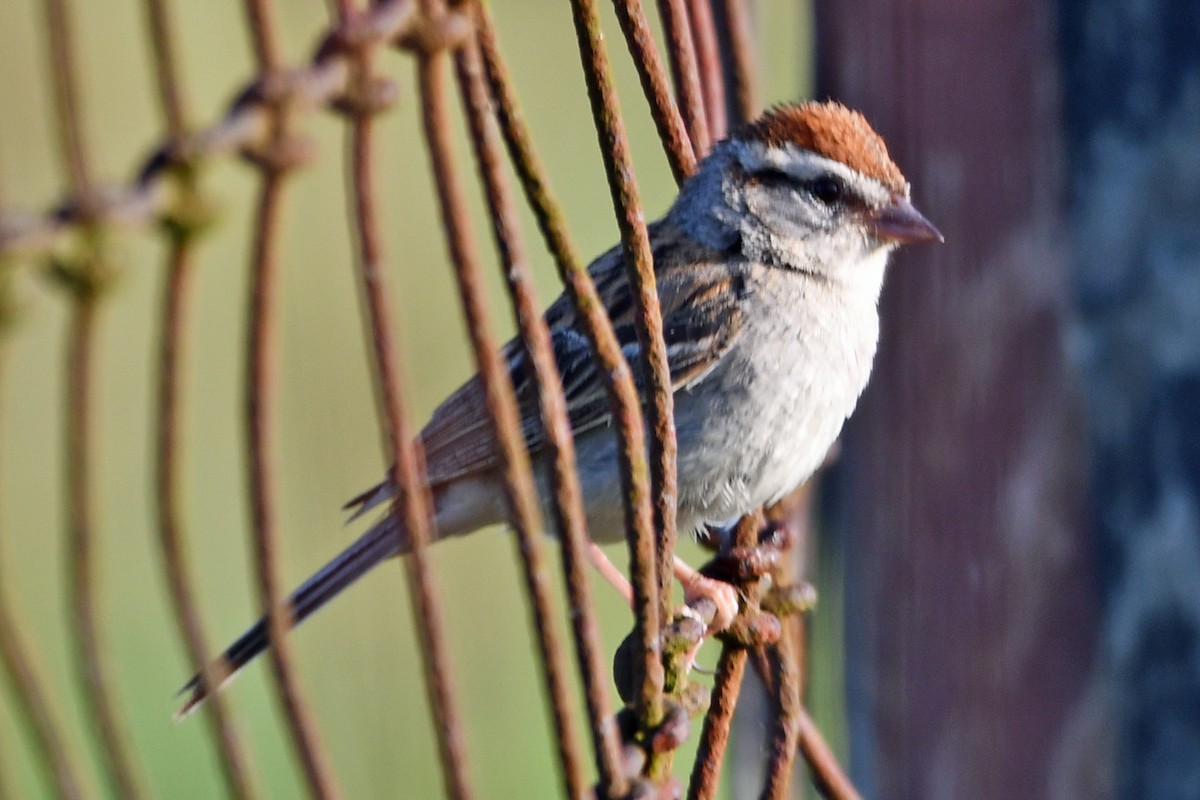 Chipping Sparrow - ML620618271