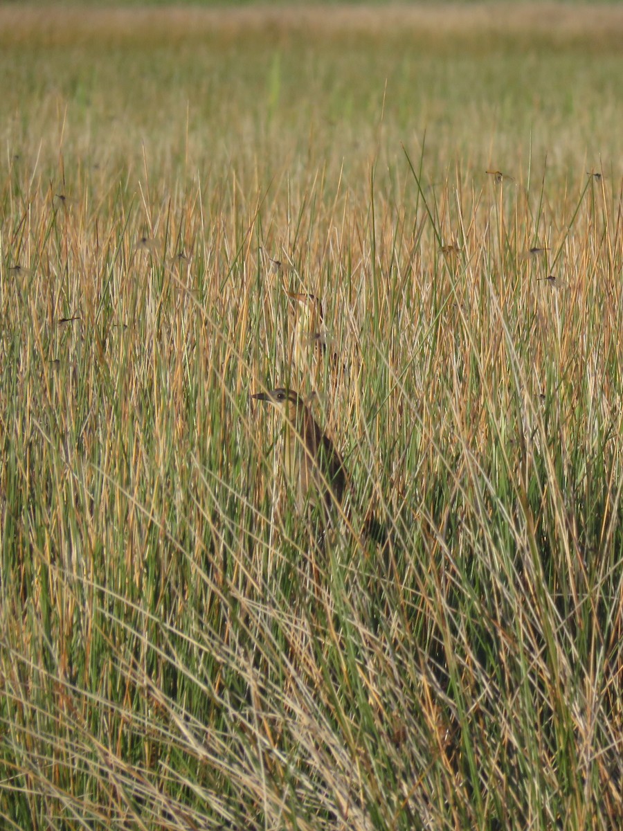 Boat-tailed Grackle - ML620618277