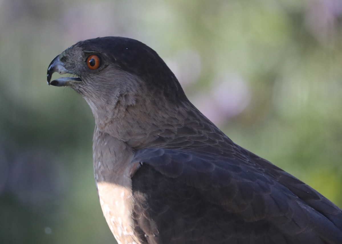 Cooper's Hawk - ML620618280