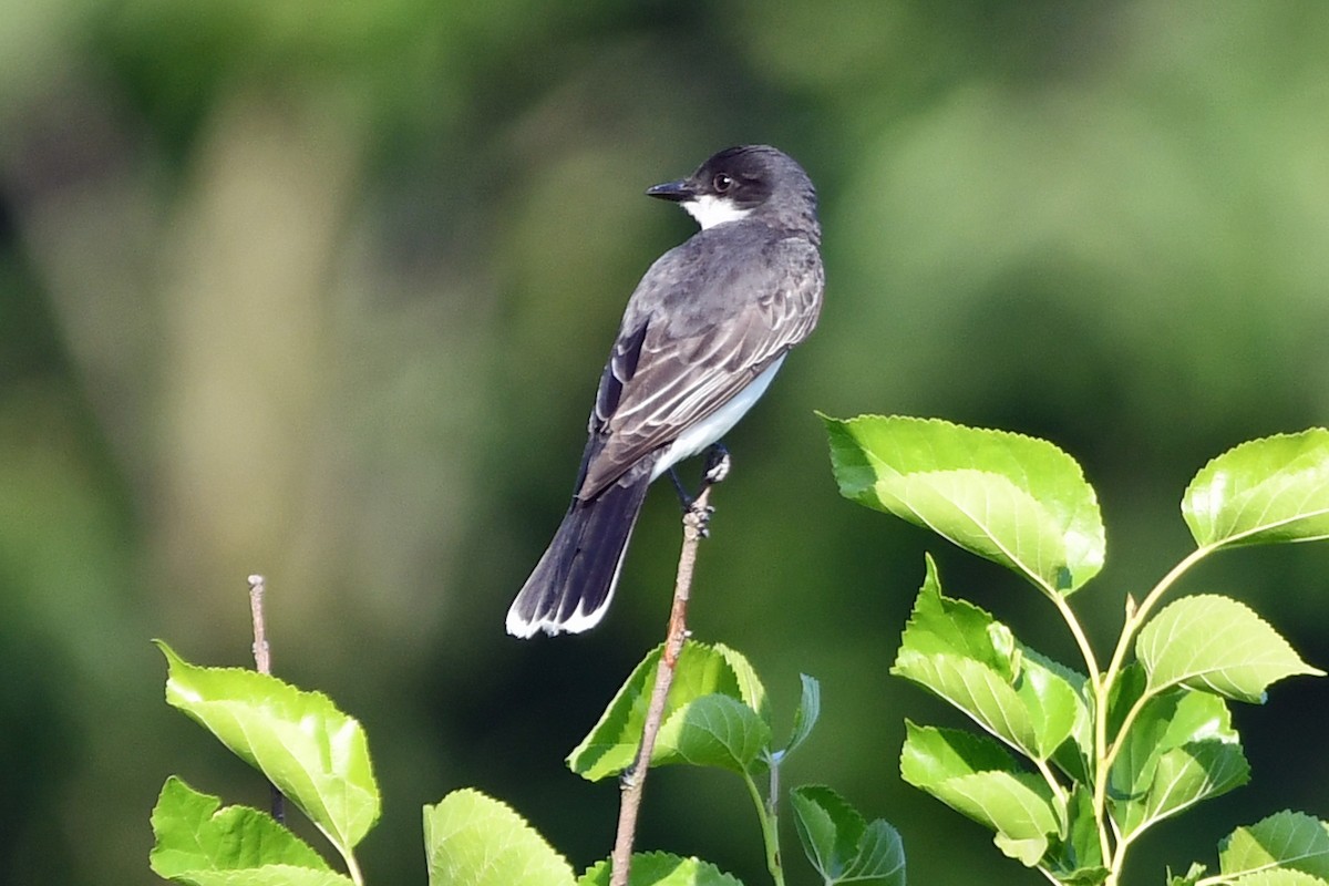 Eastern Kingbird - ML620618281