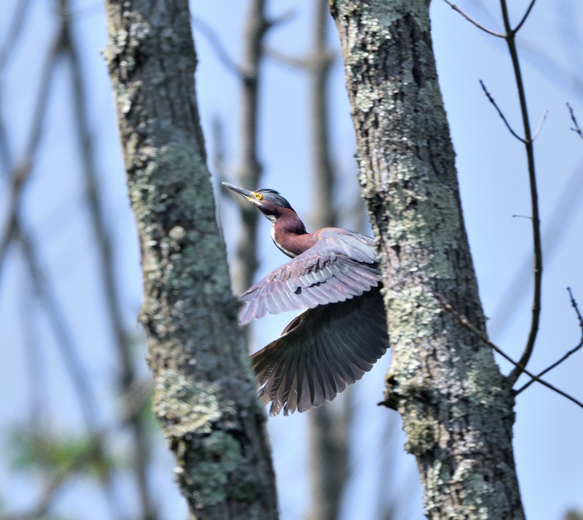 Green Heron - ML620618282