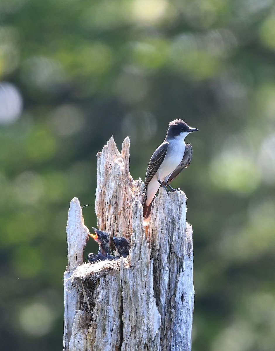 Eastern Kingbird - ML620618288