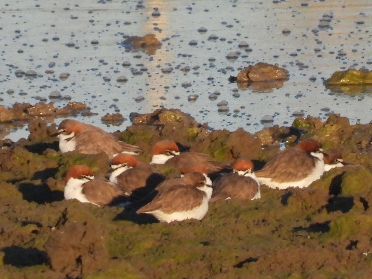 Red-capped Plover - ML620618290