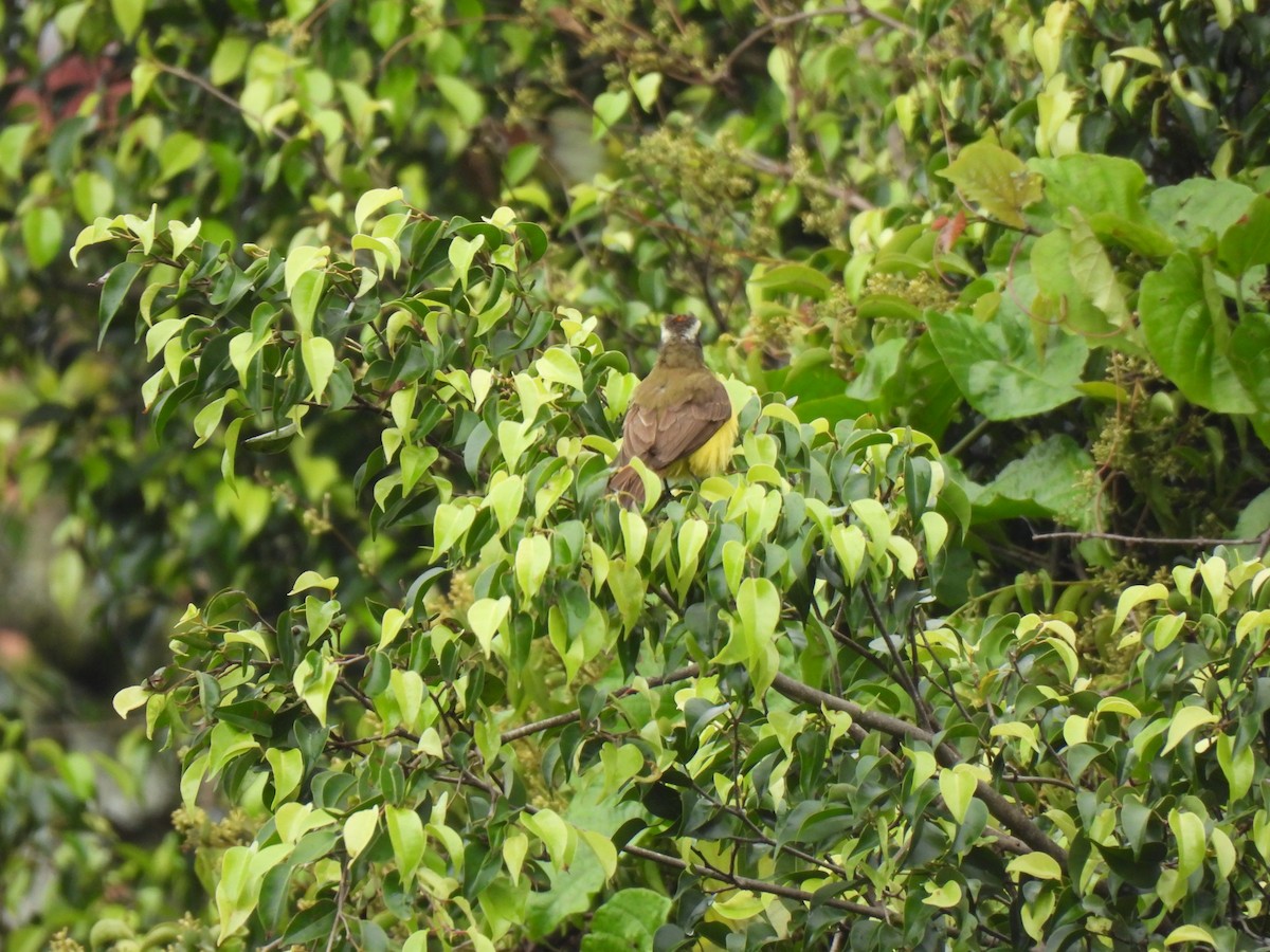 Social Flycatcher - ML620618291