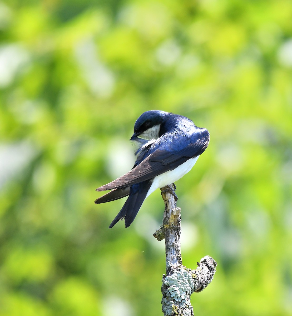 Golondrina Bicolor - ML620618293