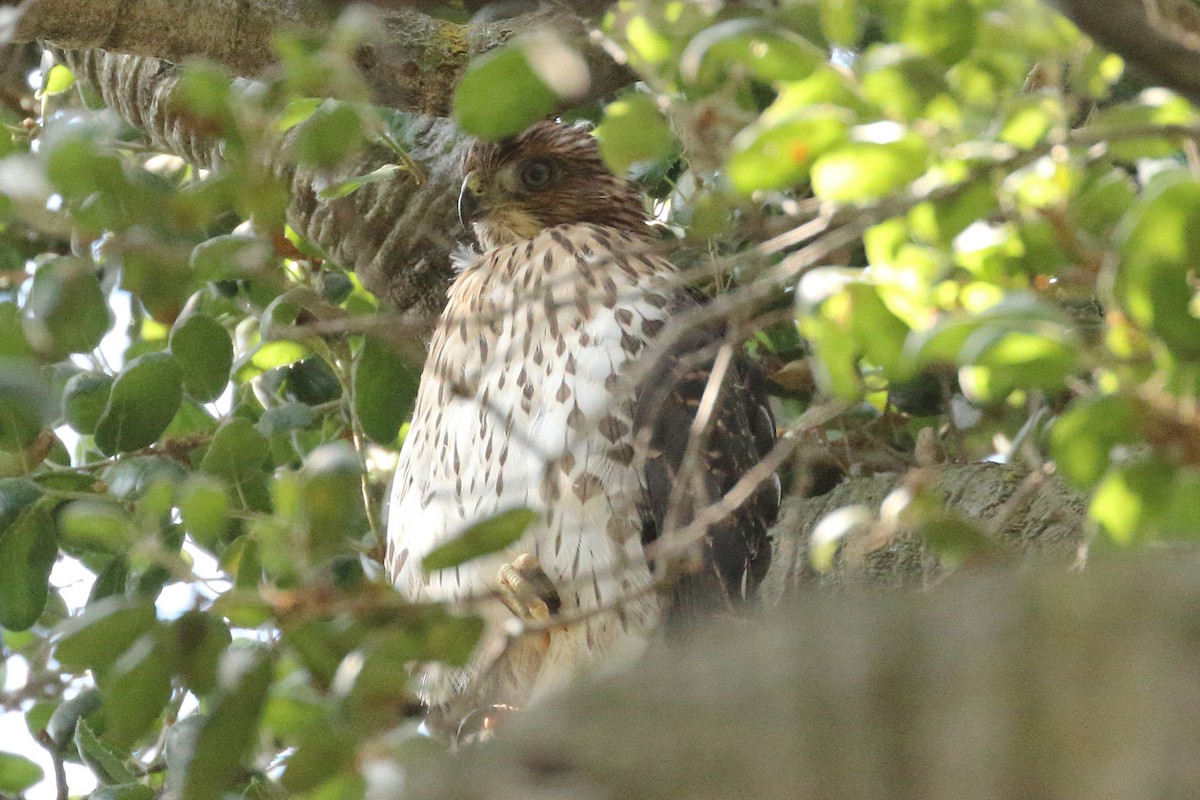 Cooper's Hawk - ML620618294